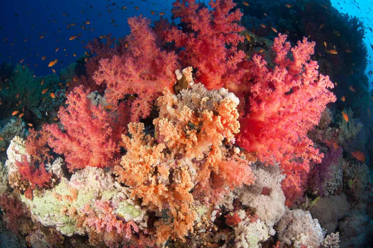 Corail