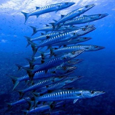 baracuda