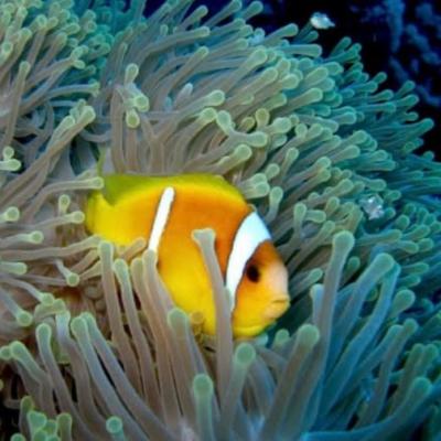 poisson clown