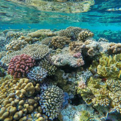 Middle reef 2